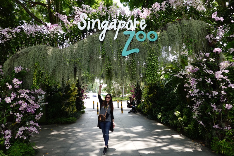 新加坡動物園｜跟猩猩一起吃動物園早餐,餵長頸鹿超棒體驗,新加坡親子景點必訪!