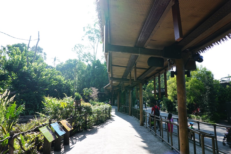 新加坡動物園｜跟猩猩一起吃動物園早餐,餵長頸鹿超棒體驗,新加坡親子景點必訪!