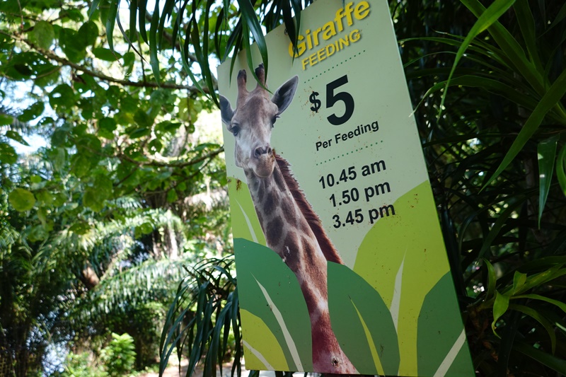 新加坡動物園｜跟猩猩一起吃動物園早餐,餵長頸鹿超棒體驗,新加坡親子景點必訪!