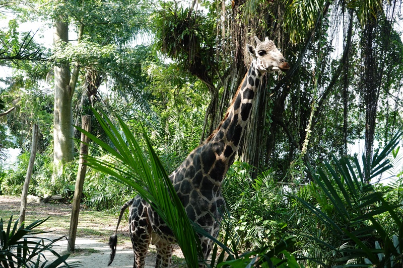 新加坡動物園｜跟猩猩一起吃動物園早餐,餵長頸鹿超棒體驗,新加坡親子景點必訪!