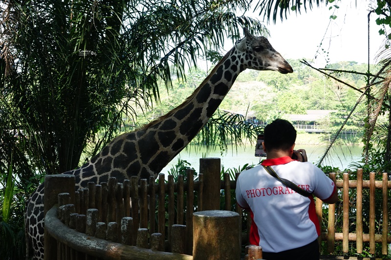 新加坡動物園｜跟猩猩一起吃動物園早餐,餵長頸鹿超棒體驗,新加坡親子景點必訪!