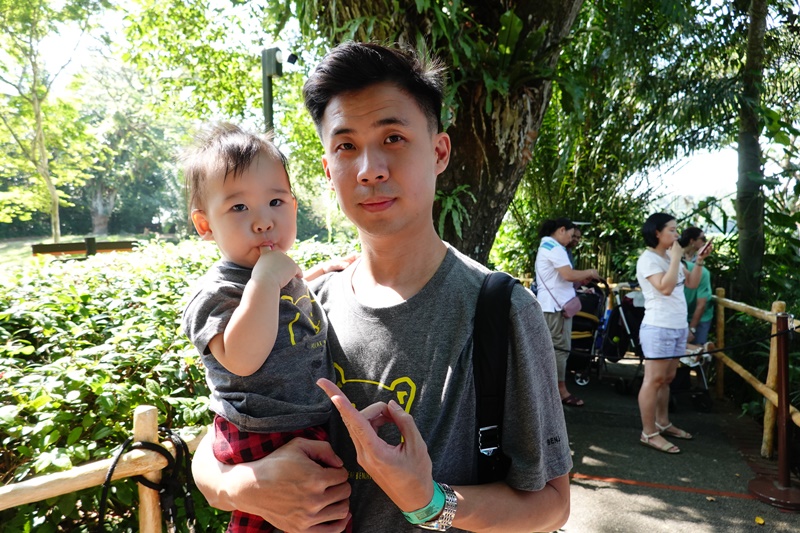 新加坡動物園｜跟猩猩一起吃動物園早餐,餵長頸鹿超棒體驗,新加坡親子景點必訪!