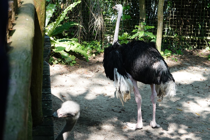 新加坡動物園｜跟猩猩一起吃動物園早餐,餵長頸鹿超棒體驗,新加坡親子景點必訪!