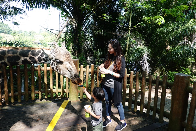 新加坡動物園｜跟猩猩一起吃動物園早餐,餵長頸鹿超棒體驗,新加坡親子景點必訪! @陳小沁の吃喝玩樂