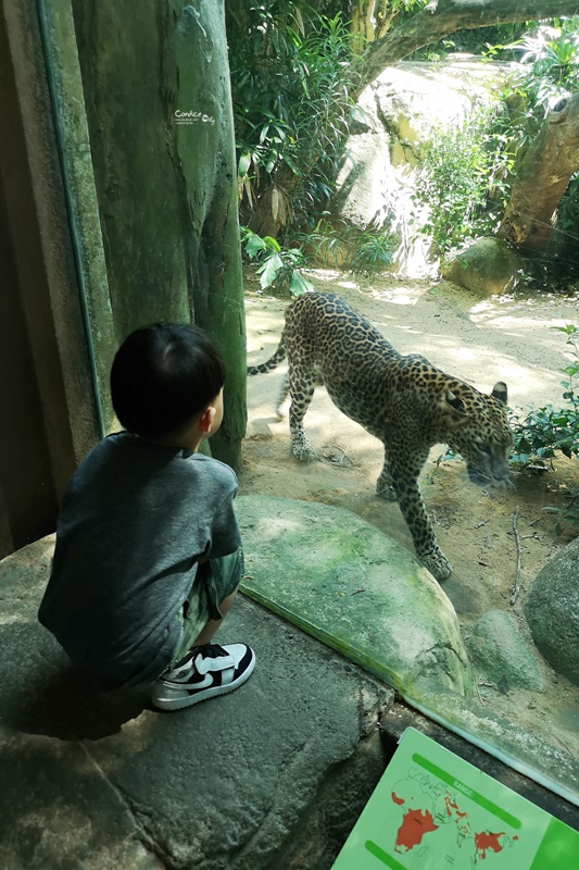 新加坡動物園｜跟猩猩一起吃動物園早餐,餵長頸鹿超棒體驗,新加坡親子景點必訪!