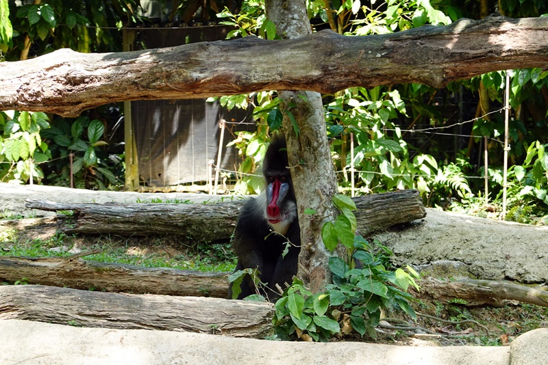 新加坡動物園｜跟猩猩一起吃動物園早餐,餵長頸鹿超棒體驗,新加坡親子景點必訪!