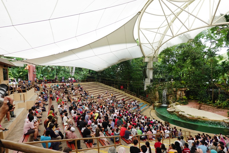 新加坡動物園｜跟猩猩一起吃動物園早餐,餵長頸鹿超棒體驗,新加坡親子景點必訪!