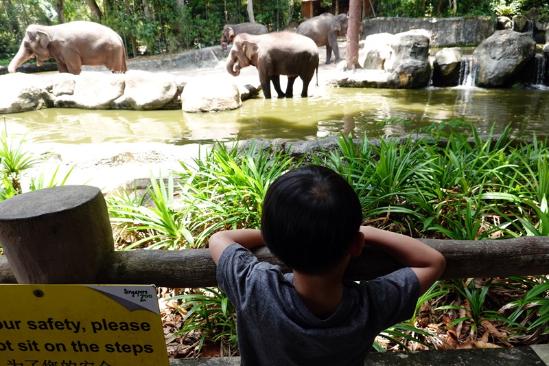 新加坡動物園｜跟猩猩一起吃動物園早餐,餵長頸鹿超棒體驗,新加坡親子景點必訪!