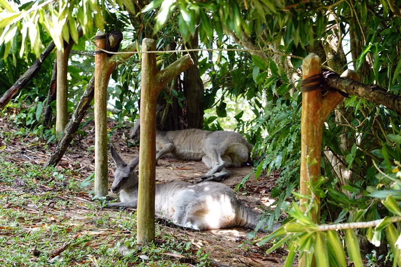 新加坡動物園｜跟猩猩一起吃動物園早餐,餵長頸鹿超棒體驗,新加坡親子景點必訪!