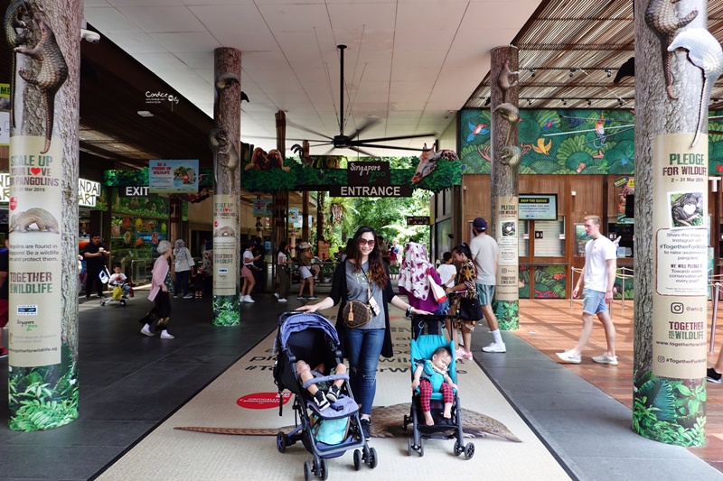 新加坡動物園｜跟猩猩一起吃動物園早餐,餵長頸鹿超棒體驗,新加坡親子景點必訪!