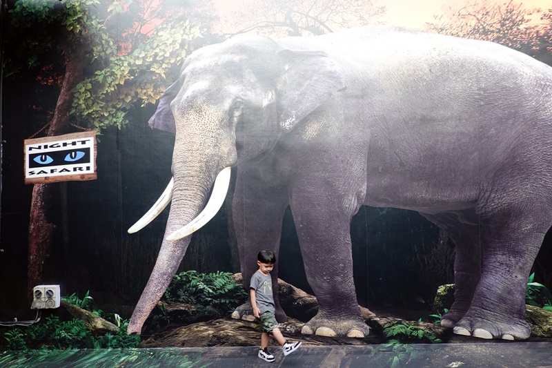 新加坡夜間野生動物園｜全世界第一座晚上開的動物園!搭乘遊園車看動物超有趣!