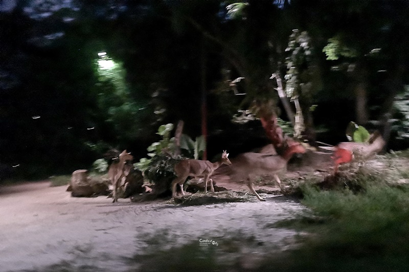 新加坡夜間野生動物園｜全世界第一座晚上開的動物園!搭乘遊園車看動物超有趣!