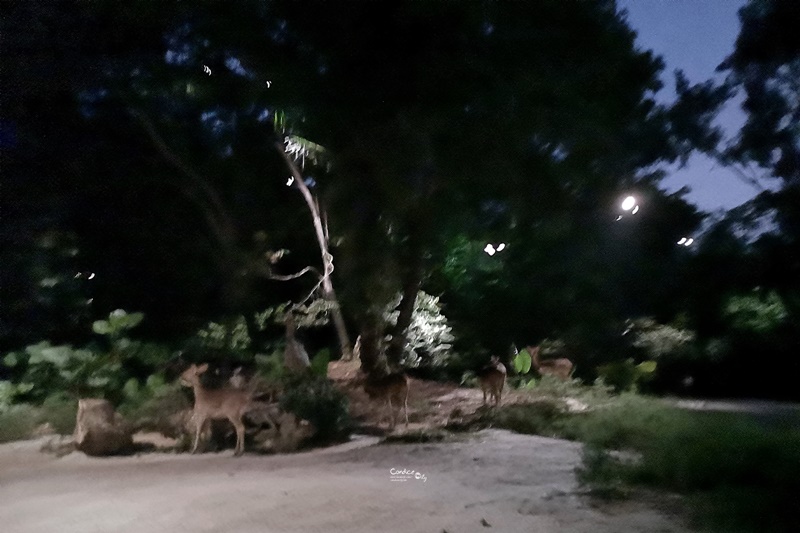 新加坡夜間野生動物園｜全世界第一座晚上開的動物園!搭乘遊園車看動物超有趣!