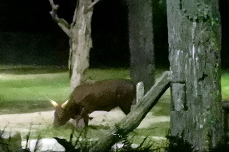 新加坡夜間野生動物園｜全世界第一座晚上開的動物園!搭乘遊園車看動物超有趣!