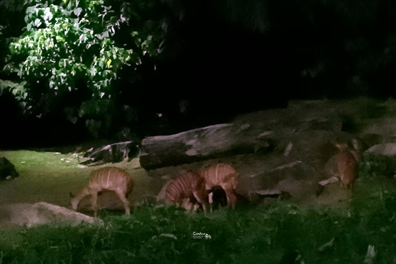 新加坡夜間野生動物園｜全世界第一座晚上開的動物園!搭乘遊園車看動物超有趣!