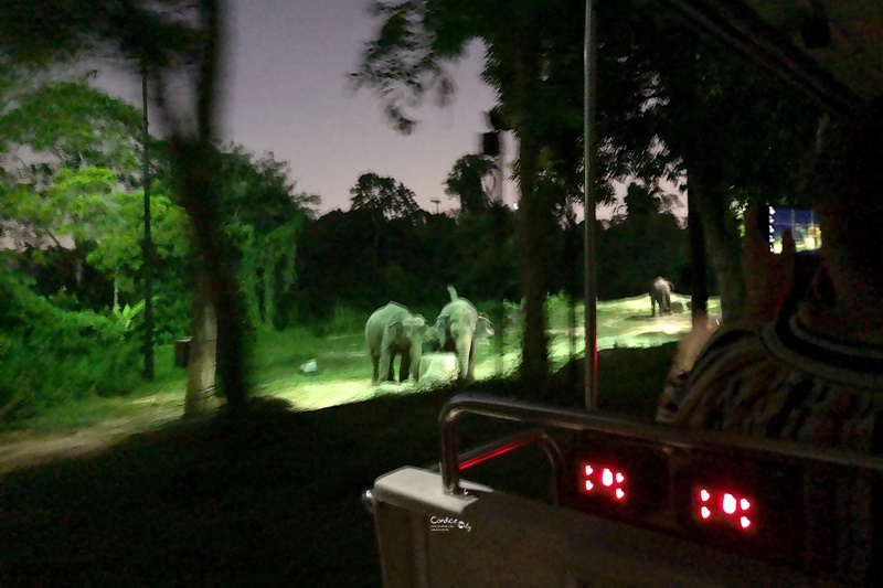 新加坡夜間野生動物園｜全世界第一座晚上開的動物園!搭乘遊園車看動物超有趣!