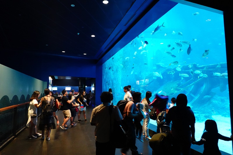 SEA海洋館｜超多大型水族箱,鯊魚是亮點!超美,聖淘沙必訪景點!