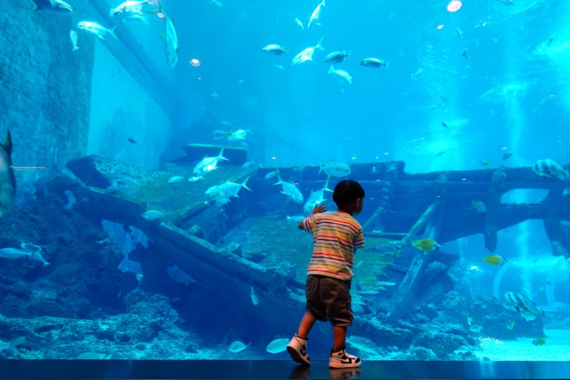 SEA海洋館｜超多大型水族箱,鯊魚是亮點!超美,聖淘沙必訪景點!