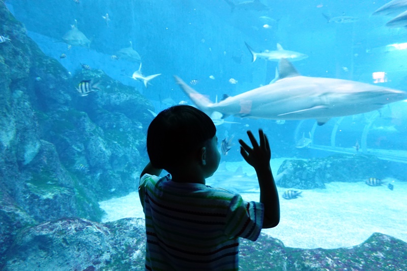 SEA海洋館｜超多大型水族箱,鯊魚是亮點!超美,聖淘沙必訪景點!