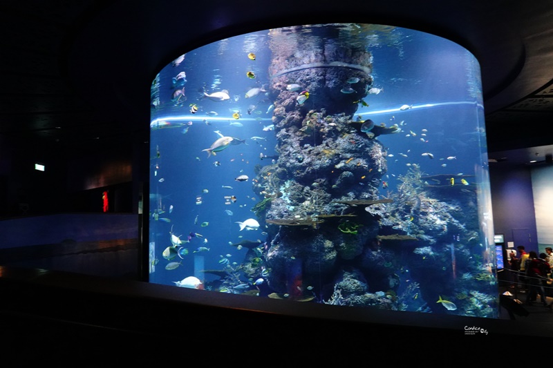 SEA海洋館｜超多大型水族箱,鯊魚是亮點!超美,聖淘沙必訪景點!