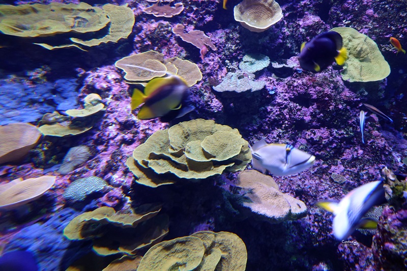 SEA海洋館｜超多大型水族箱,鯊魚是亮點!超美,聖淘沙必訪景點!