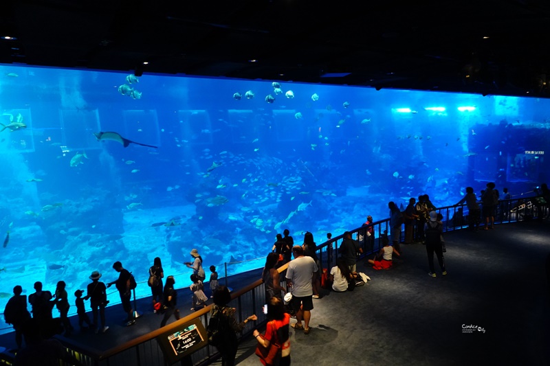 SEA海洋館｜超多大型水族箱,鯊魚是亮點!超美,聖淘沙必訪景點!