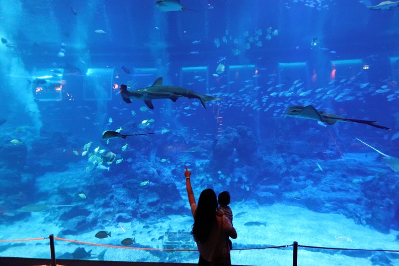 SEA海洋館｜超多大型水族箱,鯊魚是亮點!超美,聖淘沙必訪景點! @陳小沁の吃喝玩樂
