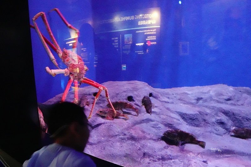 SEA海洋館｜超多大型水族箱,鯊魚是亮點!超美,聖淘沙必訪景點!