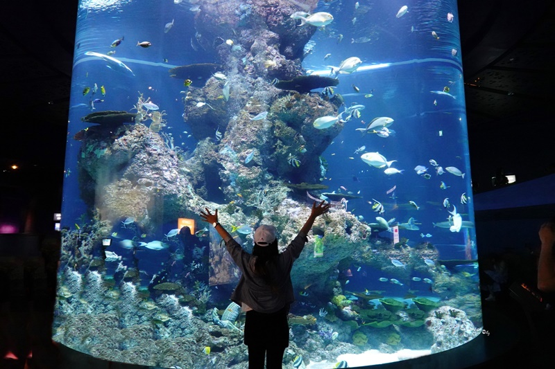 SEA海洋館｜超多大型水族箱,鯊魚是亮點!超美,聖淘沙必訪景點!