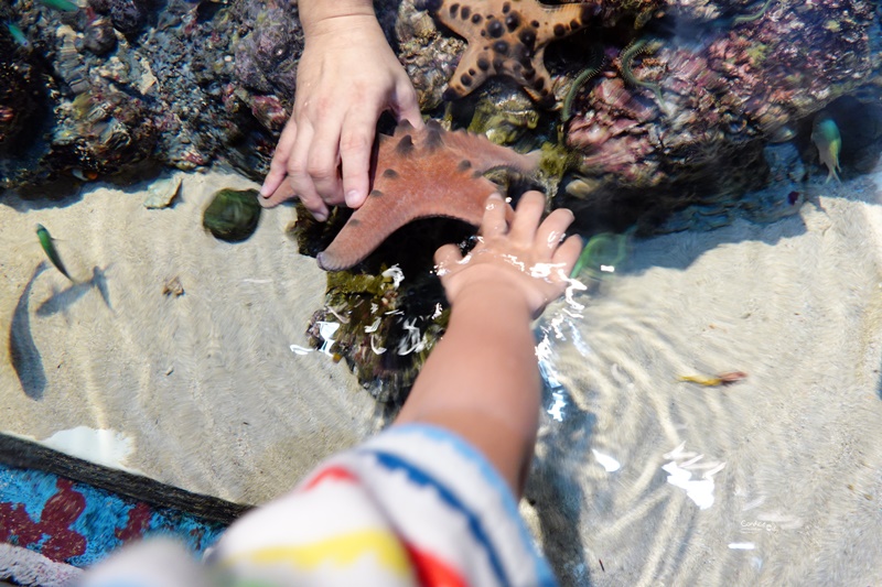 SEA海洋館｜超多大型水族箱,鯊魚是亮點!超美,聖淘沙必訪景點!