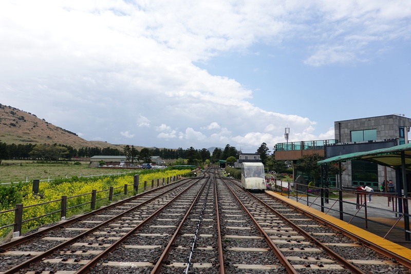 濟州鐵路公園｜濟州鐵路自行車,邊看油菜花邊騎電動車,還有牛馬可以看,超好玩!