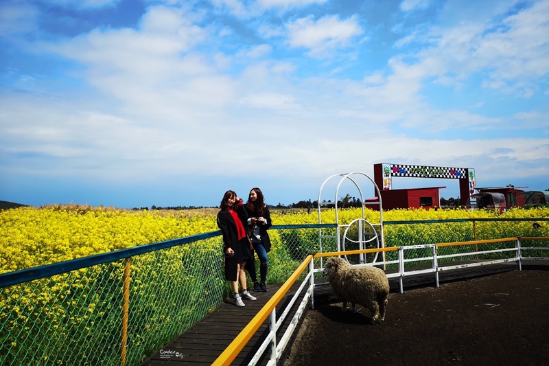 濟州鐵路公園｜濟州鐵路自行車,邊看油菜花邊騎電動車,還有牛馬可以看,超好玩!