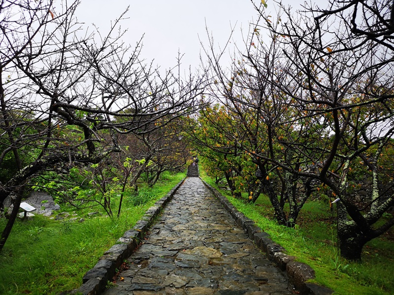 今歸仁城跡｜眺望海邊古城!世界遺產,櫻花季最美(沖繩北部景點)