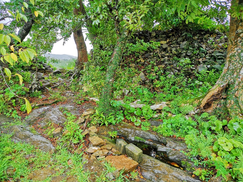 今歸仁城跡｜眺望海邊古城!世界遺產,櫻花季最美(沖繩北部景點)