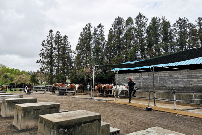 松堂騎馬場송당승마장｜濟州島騎馬,騎馬好刺激啊,加味靖吃辣烤豬肉午餐!