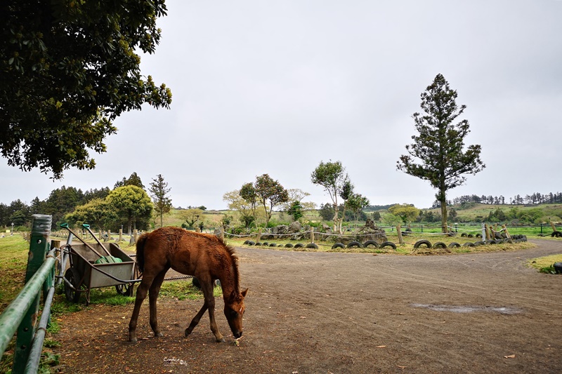 松堂騎馬場송당승마장｜濟州島騎馬,騎馬好刺激啊,加味靖吃辣烤豬肉午餐!