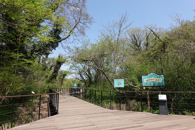 ECOLAND 森林小火車｜濟州島超可愛景點!搭乘小火車玩花園,超好拍!