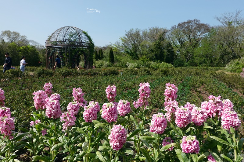 ECOLAND 森林小火車｜濟州島超可愛景點!搭乘小火車玩花園,超好拍!