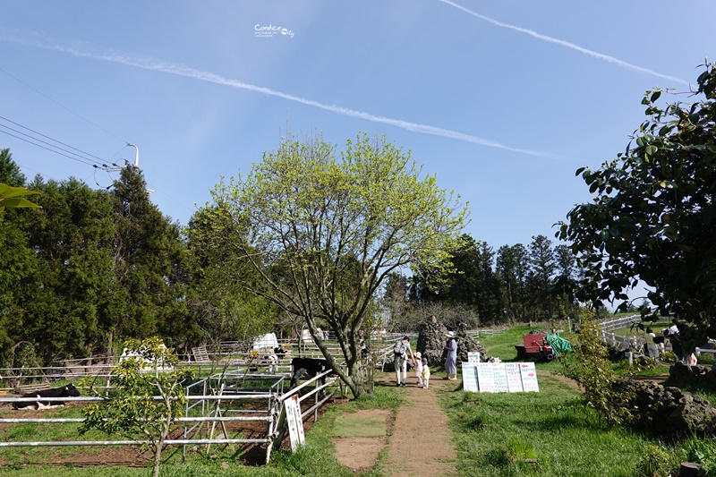 아침미소목장 早晨微笑牧場｜藍天白雲牧場牛奶必喝,冰淇淋製作好玩!