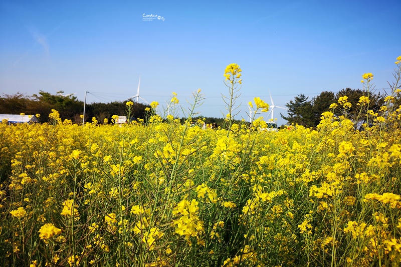 綠山路賞櫻花油菜花｜超美油菜花田,濟州島油菜花好好拍!