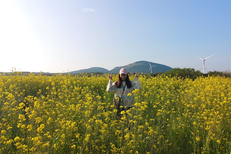 綠山路賞櫻花油菜花｜超美油菜花田,濟州島油菜花好好拍!