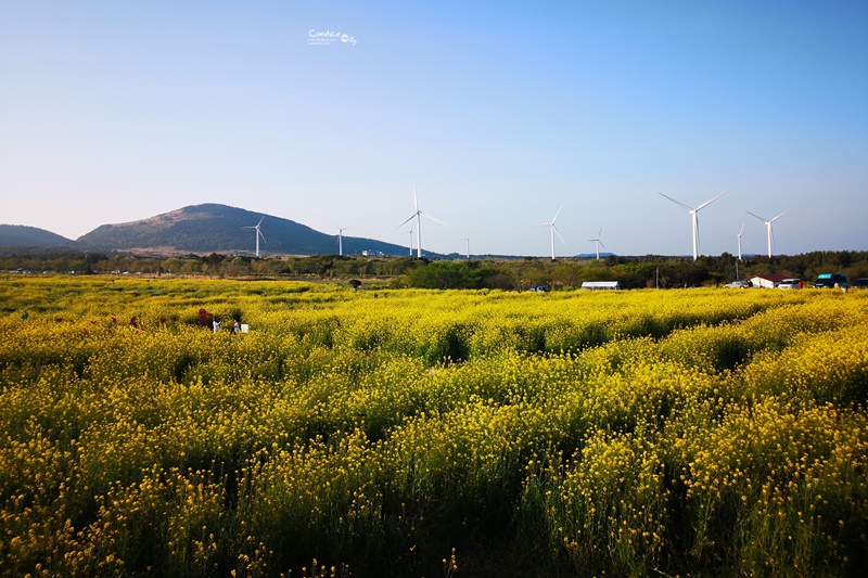 綠山路賞櫻花油菜花｜超美油菜花田,濟州島油菜花好好拍!