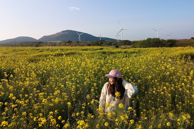 綠山路賞櫻花油菜花｜超美油菜花田,濟州島油菜花好好拍!