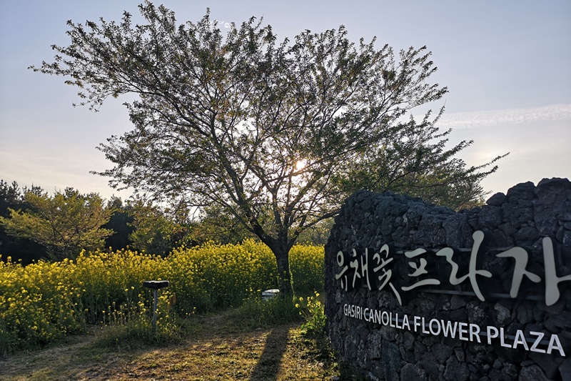 綠山路賞櫻花油菜花｜超美油菜花田,濟州島油菜花好好拍!