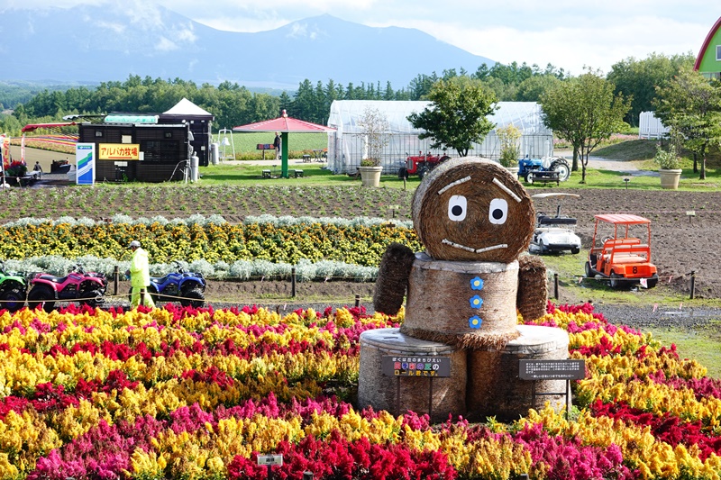 四季彩之丘｜超美的彩色花地毯!午餐好吃!北海道美瑛景點必去!