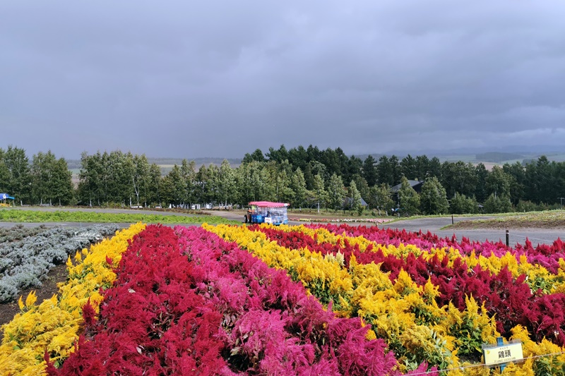 四季彩之丘｜超美的彩色花地毯!午餐好吃!北海道美瑛景點必去!