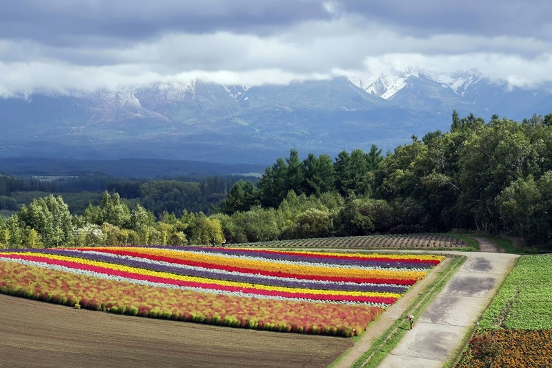 四季彩之丘｜超美的彩色花地毯!午餐好吃!北海道美瑛景點必去!