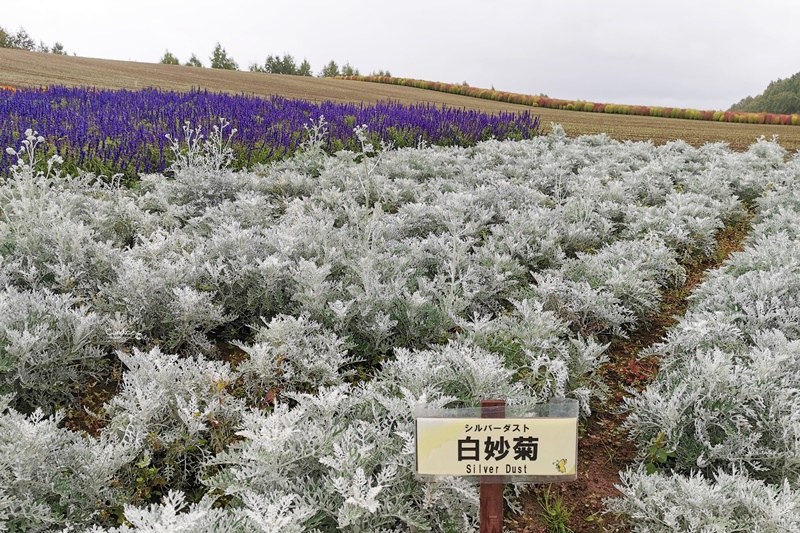 四季彩之丘｜超美的彩色花地毯!午餐好吃!北海道美瑛景點必去!