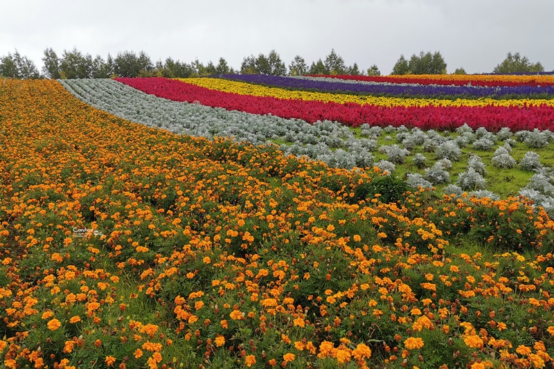 四季彩之丘｜超美的彩色花地毯!午餐好吃!北海道美瑛景點必去!