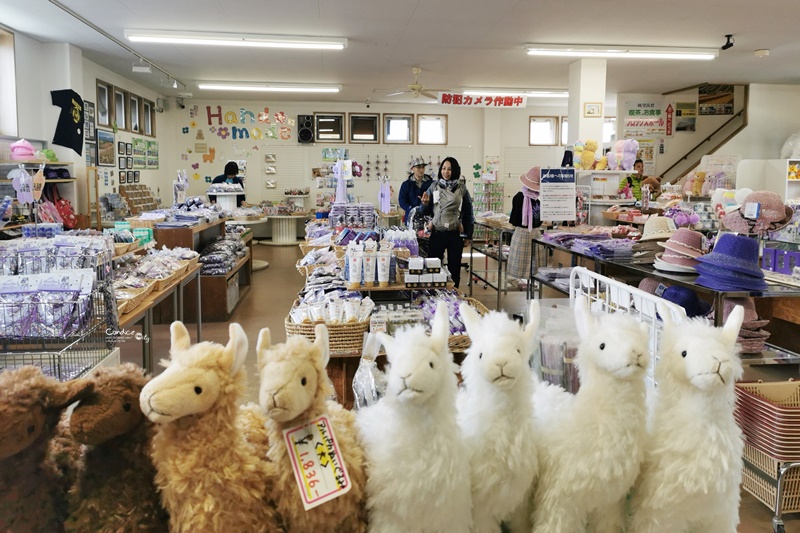 四季彩之丘｜超美的彩色花地毯!午餐好吃!北海道美瑛景點必去!